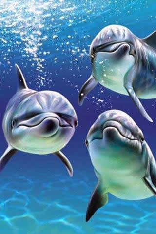 Beatiful Dolphin Wallpapers 1 تصوير الشاشة