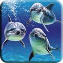 Beatiful Dolphin Wallpapers 1.2