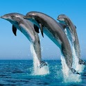 Dolphins Live Wallpaper HD icon
