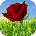 Parallax Rose Live Wallpaper icon