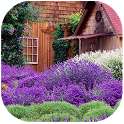 Lavender Garden Live Wallpaper on 9Apps