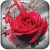 Splash Colors 1.1