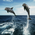Dolphins HD live wallpapers icon
