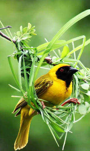 Birds Live Wallpapers स्क्रीनशॉट 3