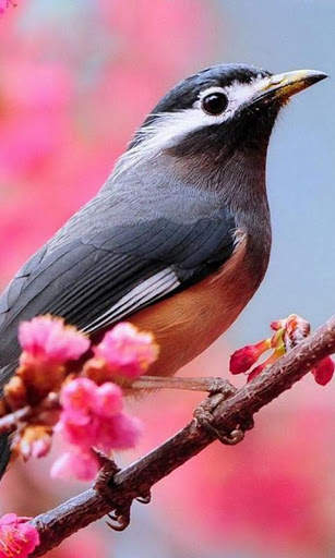 Birds Live Wallpapers स्क्रीनशॉट 5