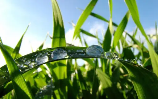 Green Grass Live HD Wallpapers APK Download 2023 - Free - 9Apps Green Grass Live HD Wallpapers APK Download 2023 - Free - 9Apps