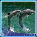 Dolphin vs Shark LiveWallpaper