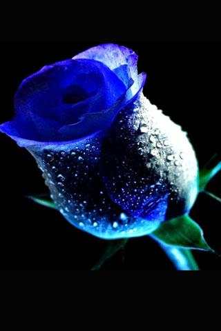 3D Roses Wallpaper screenshot 3