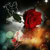 Love Red Rose Live Wallpaper