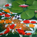 Koi HD Live Wallpapers icon