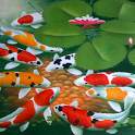 Koi HD Live Wallpapers 1.0