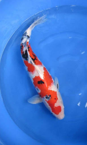 Koi HD Live Wallpapers screenshot 1