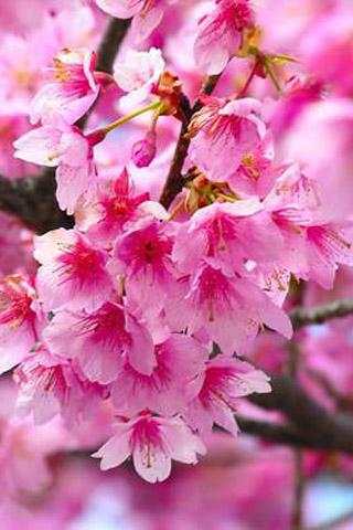 3D Cherry Live Wallpaper screenshot 3