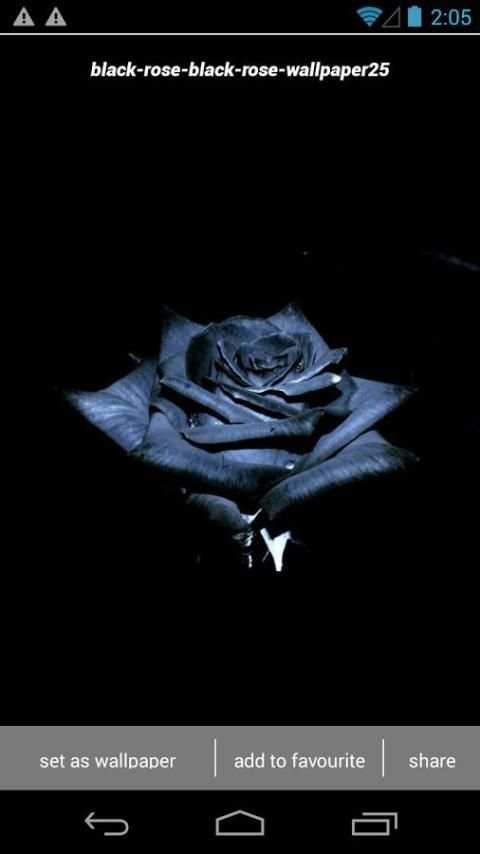Black Rose Wallpapers HD скриншот 3