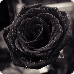 Black Rose Wallpapers HD أيقونة