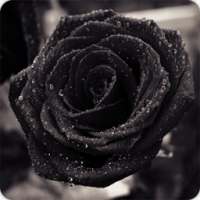 Black Rose Wallpapers HD