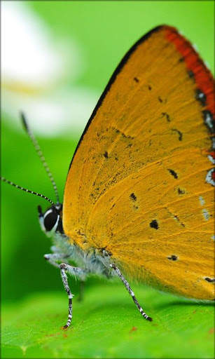 Galaxy S3 Live Wallpaper screenshot 3