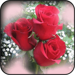 सफेद गुलाब वॉलपेपर आइकन