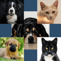 ikon Cat and Dog Memory Game