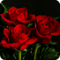 Love Rose Live Wallpaper أيقونة