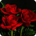3D Rose Live Wallpaper 1.61