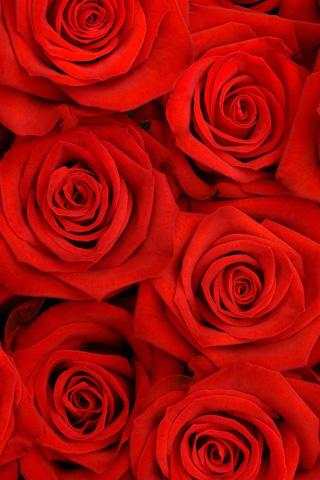Love Rose Live Wallpaper 5 تصوير الشاشة