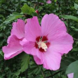 Sunny hibiscus