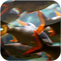 FISH AQUARIUM livewallpaper icon