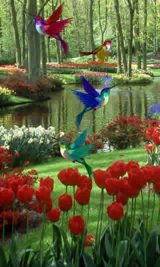 Birds Live Wallpaper скриншот 4