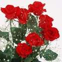 Cool 3D Rose Wallpaper on 9Apps