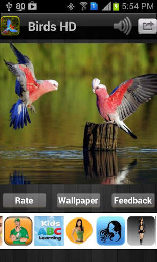 Birds HD Wallpaper स्क्रीनशॉट 1