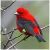 Birds SlideShow Live Wallpaper 1.11