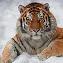 Live Wallpaper HD:Animal Tiger