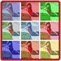 Foto Color on 9Apps