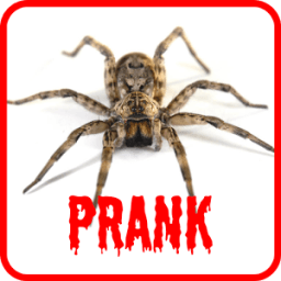 Spider Scare Prank icon