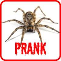 Spider Scare Prank