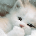Sweet Baby Cat Live Wallpaper icon