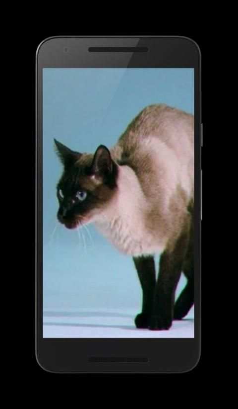Cats Video 3D LWP screenshot 8