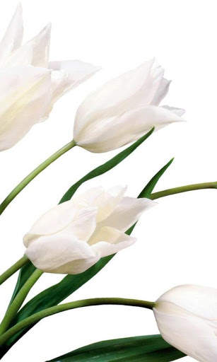 Tulips Rose HD Wallpapers screenshot 3