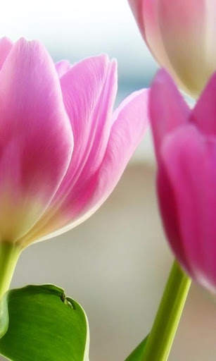 Tulips Rose HD Wallpapers screenshot 5