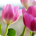 Tulips Rose HD Wallpapers icon