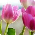 Tulips Rose HD Wallpapers on 9Apps