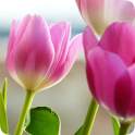 Tulips Rose HD Wallpapers 1.0