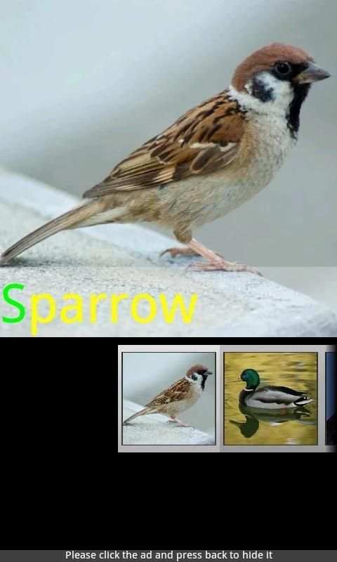 Bird Sounds & Ringtones स्क्रीनशॉट 6