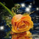 Orange Waterdrop Rose Live Wal icon