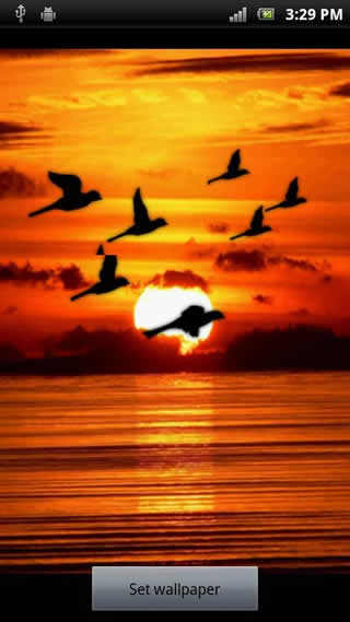 Bird Flock Live Wallpaper screenshot 2