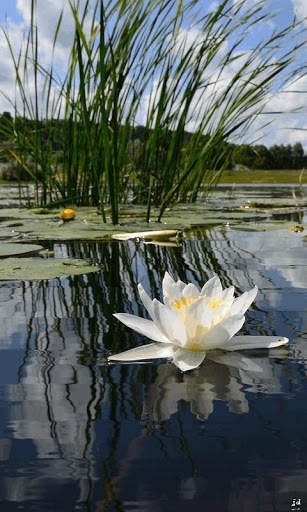 Water Lily Live Wallpaper screenshot 1