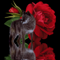 Wolf and Rose Live Wallpaper icon