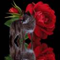 Wolf and Rose Live Wallpaper