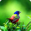 3D Bird Sounds 1.02
